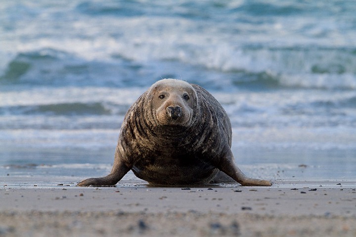 Kegelrobbe Halichoerus grypus